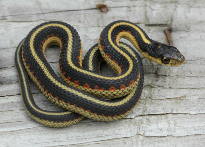 Valley Garter Snake